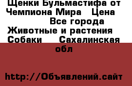 Щенки Бульмастифа от Чемпиона Мира › Цена ­ 1 000 - Все города Животные и растения » Собаки   . Сахалинская обл.